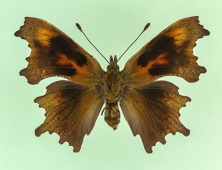 Polygonia c-album (reichsteltensis aberration) [Internet image property of respective owner, non commercial use only]